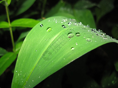 大叶子绿色森林植物群植物背景图片