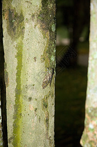 蝉储备木头森林丛林背景图片