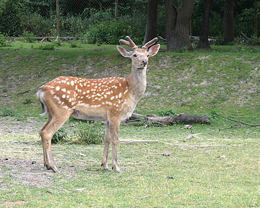 落地鹿哺乳动物绿色耳朵棕色鹿角眼睛荒野森林牛角公园图片