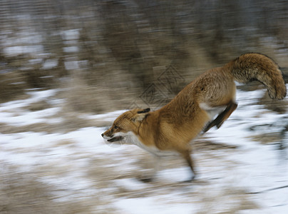 银狐犬红狐狸正在运行背景