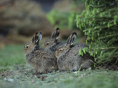 三只兔子坐在布什旁边图片