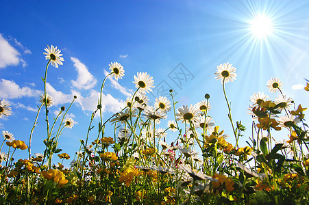 下方花朵天空季节生活地平线享受场地太阳洋甘菊植物蓝色图片