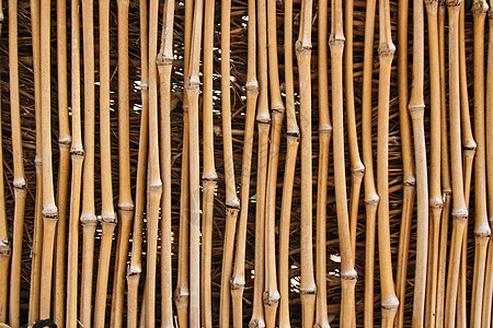 竹质木头热带森林褐色花园植物芦苇文化竹子丛林图片