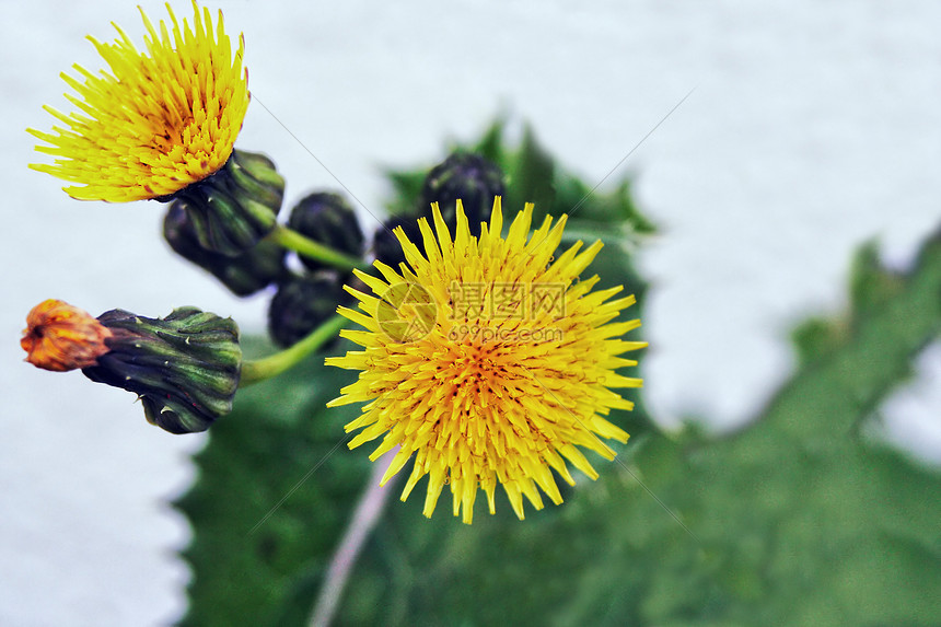 黄色排流Name花园铁皮生活荒野太阳花花公子种子杂草植被花朵图片