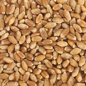 小麦纹理内核食物粒子谷物浆果玉米种子农业乡村宏观背景图片