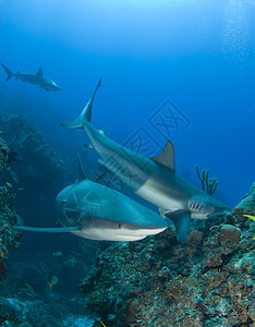 珊瑚礁上多珊瑚礁鲨鱼图片