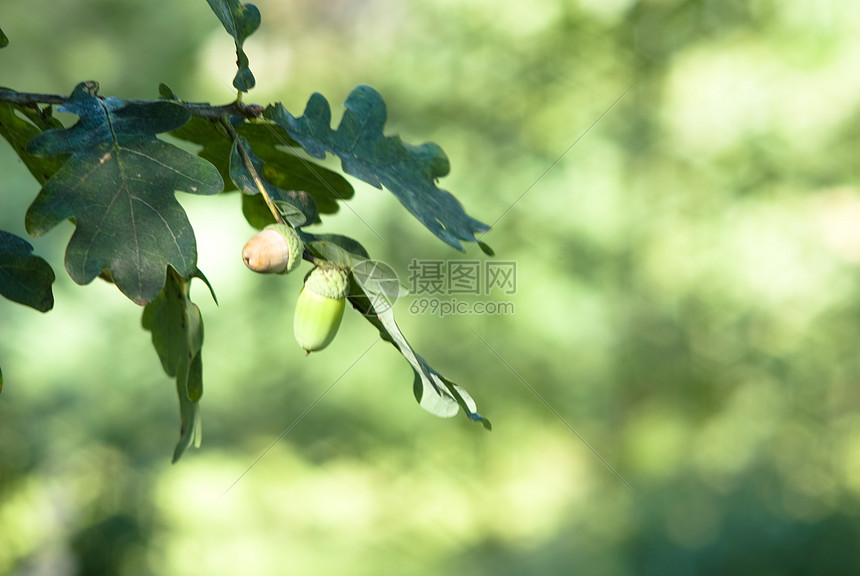 橡角植物橡木坚果叶子绿色季节图片