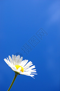蓝色天空蓝春空下菊花花朵向日葵天空生活极乐问候语幸福草地花园蓝色背景
