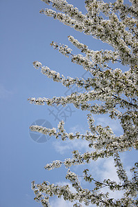 樱花花果园生活太阳蓝色卡片植物天空樱花阳光季节图片