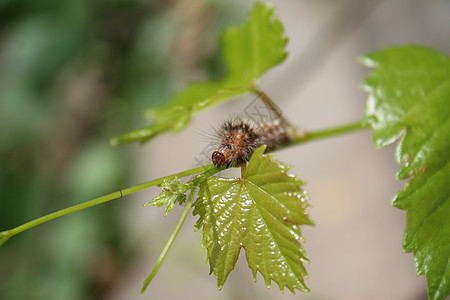 毛毛虫柔毛植物花园生长橙子昆虫咀嚼蝴蝶环境世界图片