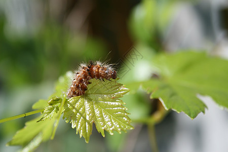 毛毛虫静脉柔毛头发条纹昆虫咀嚼生物世界宏观荒野图片