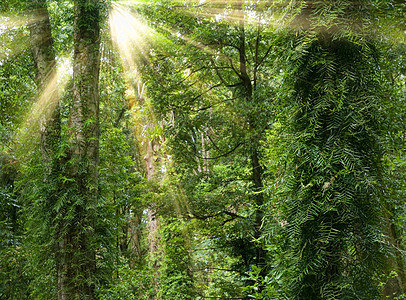 雨林中的阳光植物树蕨蕨类射线荒野公园环境世界森林太阳光线图片