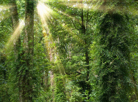 雨林中的阳光植物树蕨蕨类射线荒野公园环境世界森林太阳光线图片