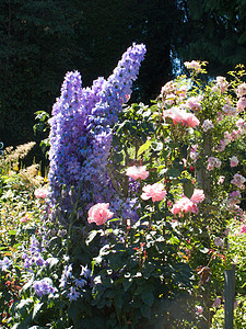 不列颠哥伦比亚省维多利亚州布查特花园旅行树木花朵冥想植物美丽花园地标照片风景图片