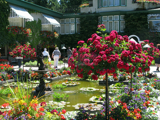 不列颠哥伦比亚省维多利亚州布查特花园植物反射美丽游客树木公园花朵冥想照片风景图片