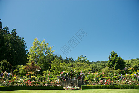 不列颠哥伦比亚省维多利亚州布查特花园花园美丽旅行地标花朵反射风景树木公园植物图片