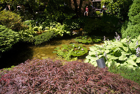 不列颠哥伦比亚省维多利亚州布查特花园花园照片反射植物地标冥想美丽风景旅行花朵图片