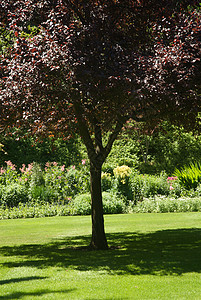 不列颠哥伦比亚省维多利亚州布查特花园照片地标植物花园树木反射公园美丽花朵冥想图片