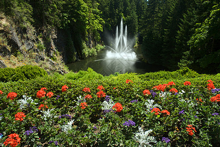 不列颠哥伦比亚省维多利亚州布查特花园美丽树木地标植物冥想风景游客公园花朵照片图片