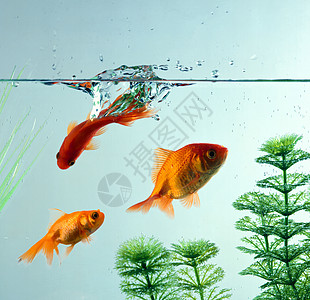 鱼类夫妻野生动物气泡房子金鱼金子黄色运动圆圈红色图片