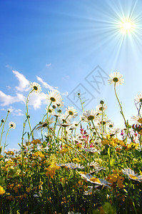 下方花朵天空太阳地平线季节生活洋甘菊叶子场地花瓣蓝色图片