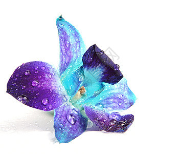兰花花水滴紫色石斛背景图片