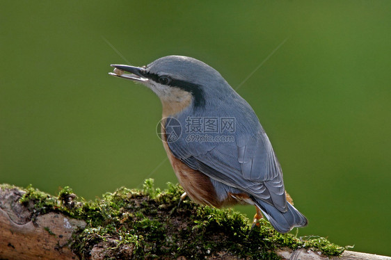 树枝上的Nuthatch图片