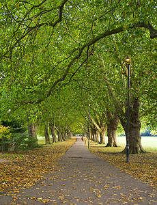 联合王国剑桥公园场景远景叶子车道树叶季节森林树木分支机构橙子环境图片