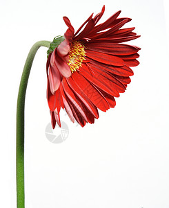 视觉疲劳红色发热器折叠雏菊曲线植物格柏背景