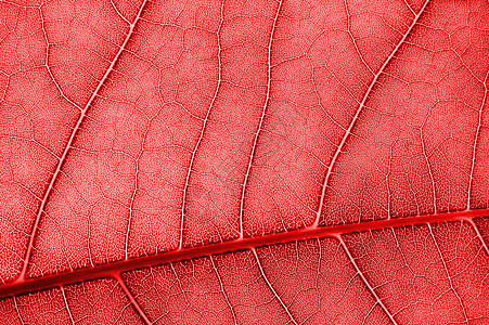 彩色背景背景红色纹理墙纸生物学树叶宏观背景图片