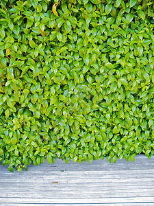 亚特兰大植物园探索旅游生态温室植物园草地萝西照片花园正方形图片