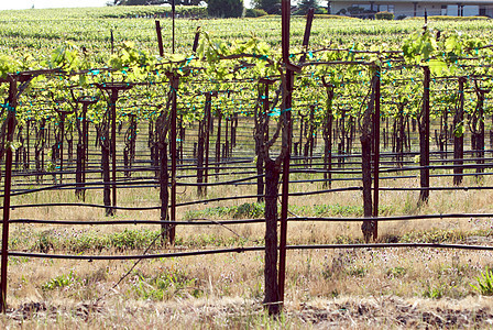 美国加利福尼亚州索诺马山谷藤蔓酒厂旅游酿酒目的地树叶风景摄影葡萄园图片