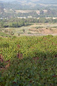 美国加利福尼亚州索诺马山谷树叶酒厂旅游葡萄园目的地酿酒风景摄影藤蔓图片