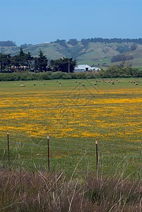 加利福尼亚农场州场景风光天空场地田园家畜风景庄稼爬坡牧场图片