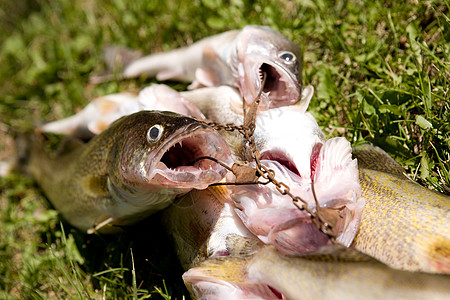 新鲜鱼宏观梭鱼运动食物白斑钓鱼娱乐角膜图片