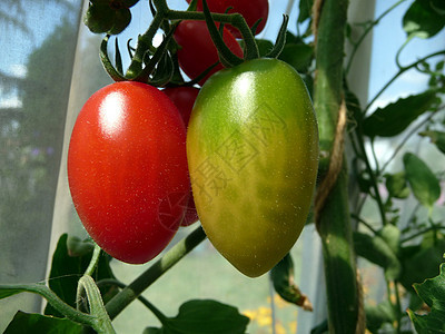 红绿番茄生长植物群食物树叶农作物植被水果植物叶子花园图片