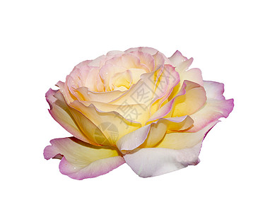 粉红玫瑰白色宏观粉色花瓣露水背景图片