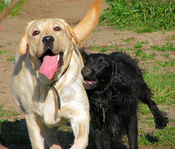 2只2只狗地区草地速度报告文学太阳动物季节操场乐趣跑步图片