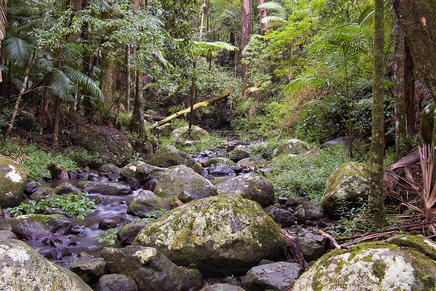 雨林荒野风景岩石植物溪流公园国家照片树木森林图片