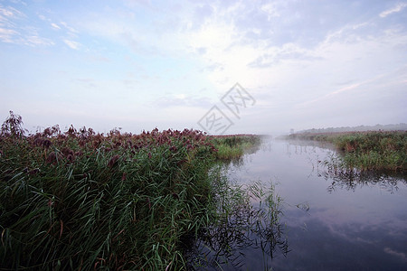 巴登巴登米丝湖娱乐海岸线树木海岸石头森林自然银行边缘支撑背景