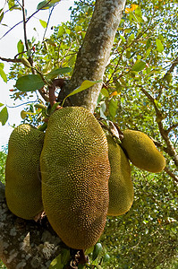 越南果园Jackfruit 粗金刚石天气水果热带枝条生活方式太阳天空美食蓝色甜食背景