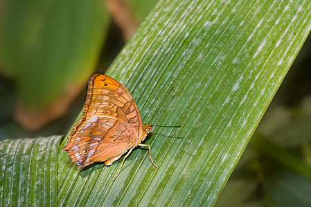 叶上的蝴蝶植物橙子昆虫宏观照片脊椎动物君主动物鳞翅目叶子图片