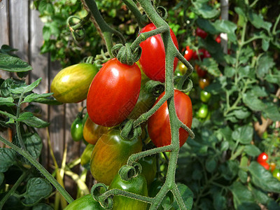 红绿番茄食物植物群植物植被生长花园叶子农作物园艺水果图片