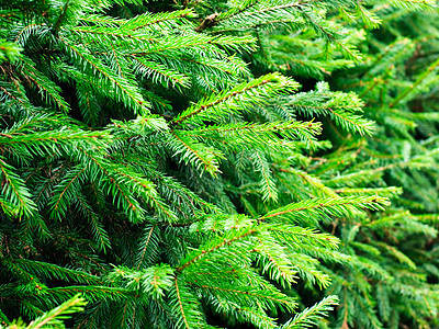 Fir 分支枞树绿色叶子针叶装饰品松树新年宏观云杉植物图片
