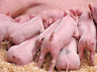 饥饿小猪动物生活猪肉哺乳动物婴儿农场团体母亲斗争家庭图片