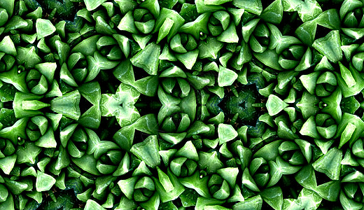 无缝绿色仙人掌模式叶子绿色植物学植被乡村植物群植物宏观园艺背景图片