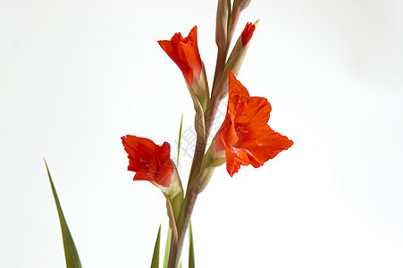 红色格拉迪奥卢斯 Gladiolus花园植物鲜花白色美丽图案叶子花瓣区系花束图片