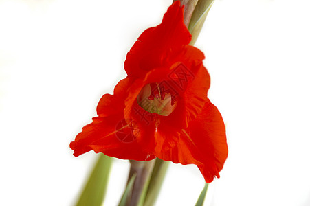 红色格拉迪奥卢斯 Gladiolus花瓣花园图案宏观白色花卉区系鲜花植物花束图片