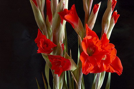 红色格拉迪奥卢斯 Gladiolus图案区系白色花瓣花园鲜花美丽植物花卉花束图片
