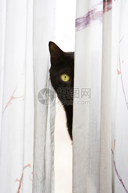 偷窥猫窗帘人像黑色绿色眼睛猫科宠物哺乳动物好奇心面孔图片